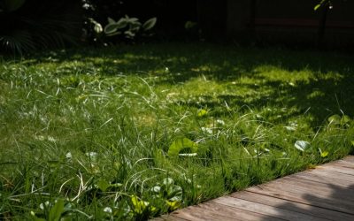 Best Murray Lawn Mowers in 2026: Buying Guide